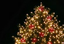 Woher kommen eigentlich Ungarns Weihnachtsbäume?