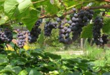 Rückblick: Weintage in der Siklós-Villányer Weingegend