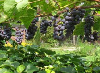 Rückblick: Weintage in der Siklós-Villányer Weingegend