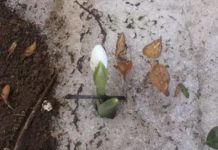 Frühlingsgefühle in Ungarn !