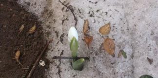 Frühlingsgefühle in Ungarn !