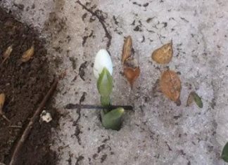 Frühlingsgefühle in Ungarn !