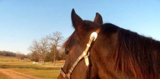 Puszta-Fest findet vom 20. bis 22. August 2021