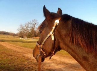 Ostungarn – Reitvergnügen in der Umgebung von Debrecen