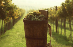 Weinfeste in Mór, Tokaj und Villány