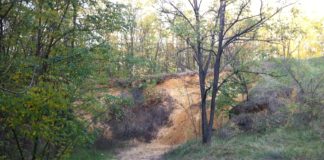 Füchse in Ungarn werden geimpft