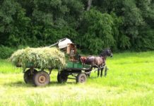 Roma-Bürgermeister krempelt Dorf in Südungarn um