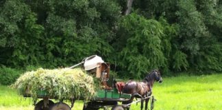 Roma-Bürgermeister krempelt Dorf in Südungarn um