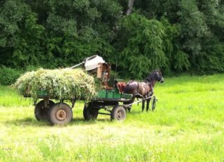 Roma-Bürgermeister krempelt Dorf in Südungarn um
