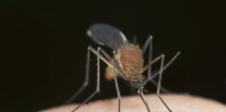 Mückenalarm am Balaton? © Henrik Larsson - Fotolia.com