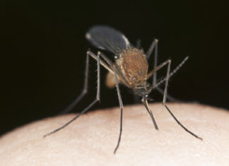 Mückenalarm am Balaton? © Henrik Larsson - Fotolia.com