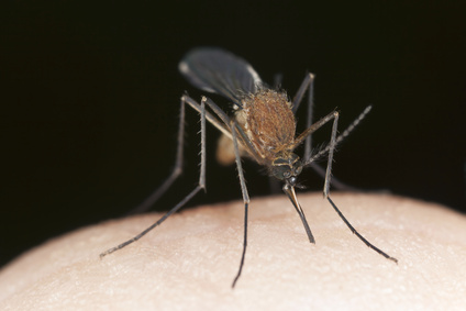 Mückenalarm am Balaton? Reisemagazin & Aktuelle