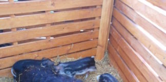 Afrikanische Schweinepest in Rumänien an Ungarns Grenze ausgebrochen!