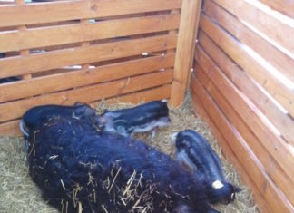 Afrikanische Schweinepest in Rumänien an Ungarns Grenze ausgebrochen!