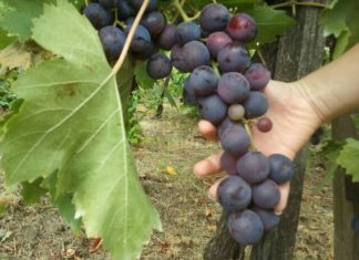 Ungarn – Weinkarneval in Szekszárd