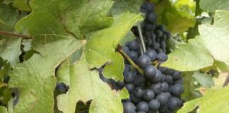 Ungarischer Rezept-Tip zur Weinlese