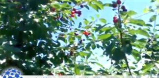 Die ungarischen Kirschen werden MEGA! (VIDEO)