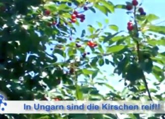 Die ungarischen Kirschen werden MEGA! (VIDEO)