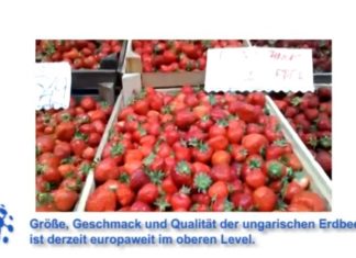 In Ungarn das beste Obst und Gemüse?