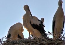 Naturschauspiel in Ungarn: Familie Storch besiedelt die Dörfer