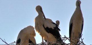 Jetzt schon Vormerken: Das Ankommen der Störche in Ungarn!