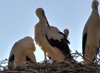 Jetzt schon Vormerken: Das Ankommen der Störche in Ungarn!