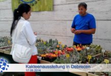 Kakteen in der Puszta: Debrecen lädt zur Kakteenausstellung