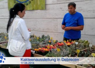 Kakteen in der Puszta: Debrecen lädt zur Kakteenausstellung