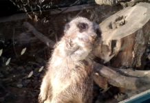 Debrecens Tierpark hautnah erleben! (Video)