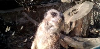 Debrecens Tierpark hautnah erleben! (Video)