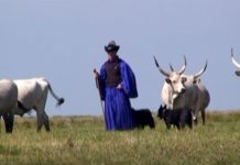 Hortobágy Nationalpark – mitten in der Puszta! (Video)