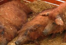 Die Wollschweine sind los! Mangalica Festival in Debrecen