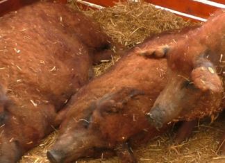 Die Wollschweine sind los! Mangalica Festival in Debrecen