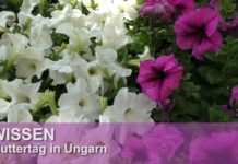 So hat man in Ungarn den Muttertag gefeiert