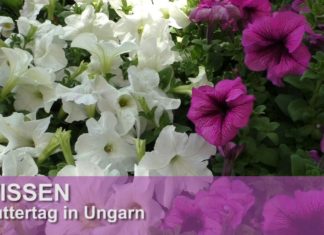 So hat man in Ungarn den Muttertag gefeiert