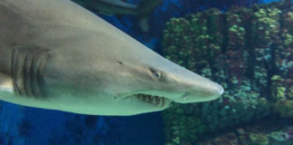 In Györer Unikantine gibt´s Hai für 1500 Forint