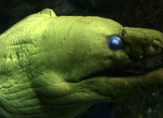 Ein wirkliches Highlight: Das Aquarium und Tropenhaus im Zoo von Nyíregyháza