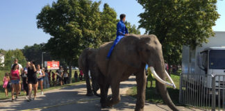 Zirkusfestival in Györ – Elefanten marschierten durch die Innenstadt!