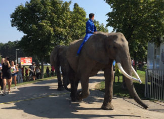 Eröffnung des Internationalen Budapester Zirkusfestivals umrahmt von einer Ausstellung