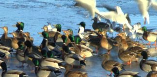 Eisig auch für die Wasservögel am Balaton – Es wird eng am See