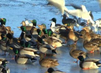 Eisig auch für die Wasservögel am Balaton – Es wird eng am See