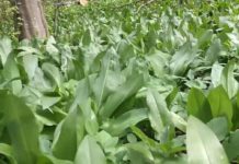 Bärlauch – Das grüne Gold von Bakonybél / Ein Paradies für Bärlauchfans!