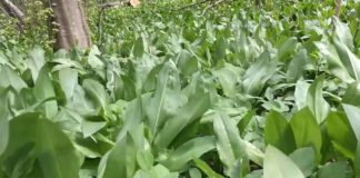 Bärlauch – Das grüne Gold von Bakonybél / Ein Paradies für Bärlauchfans!