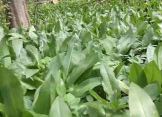 Bärlauch – Das grüne Gold von Bakonybél / Ein Paradies für Bärlauchfans!