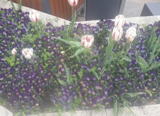 Heute ist Muttertag in Ungarn!