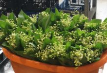 Der Mai lässt sich schon auf Ungarns Märkten blicken