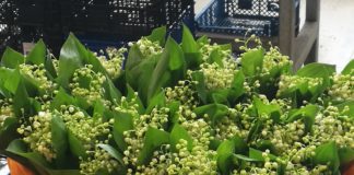 Der Mai lässt sich schon auf Ungarns Märkten blicken