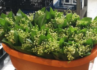 Der Mai lässt sich schon auf Ungarns Märkten blicken