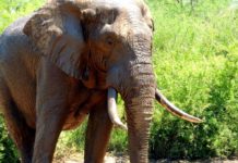 Ungarischer Elefantenbulle auf der Reise in die Schweiz