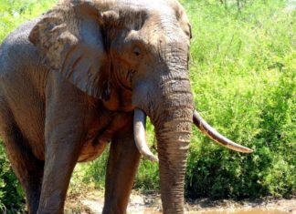 Ungarischer Elefantenbulle auf der Reise in die Schweiz